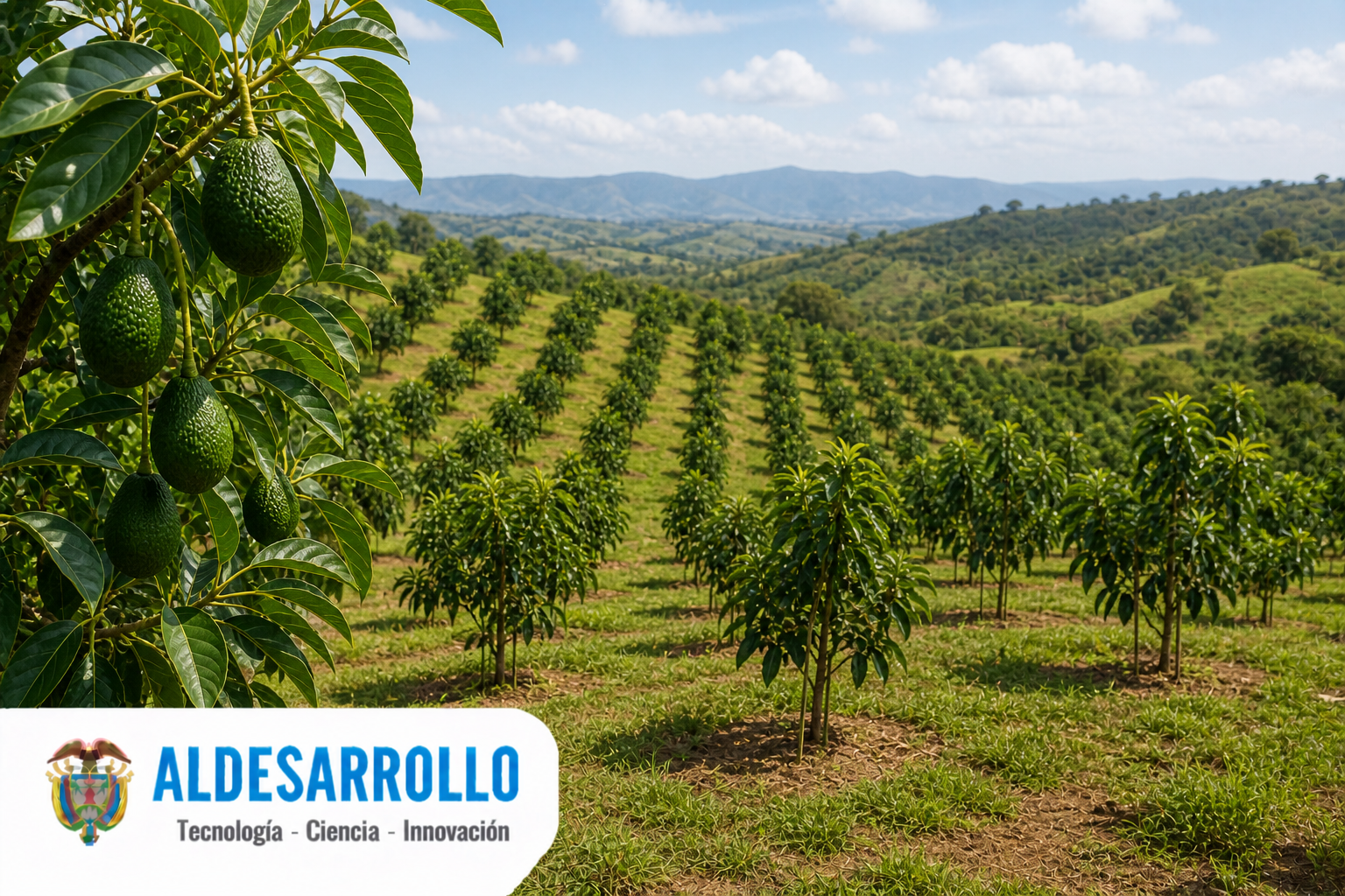 ALDESARROLLO impulsó proyecto de siembra de aguacate en La Paz, Cesar